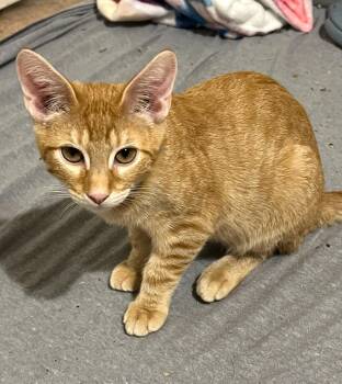 Rescue Domestic Short Hair and Tabby Cats for Adoption in Chandler, Arizona - Rip Dutton | PetCurious