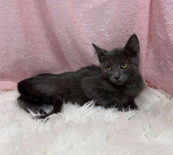 Turvy -  Domestic Short Hair Cat for Adoption in Clarkesville, Georgia - Turvy | PetCurious
