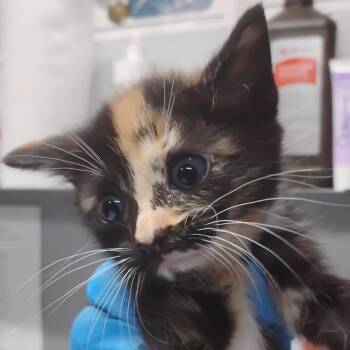 Addy -  Domestic Short Hair Cat for Adoption in Summerville, South Carolina - Addy | PetCurious