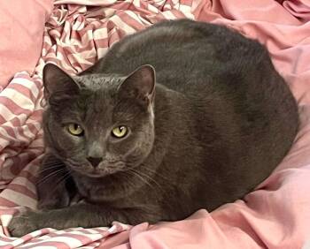 Margot -  Domestic Short Hair Cat for Adoption in Westwood, New Jersey - Margot | PetCurious
