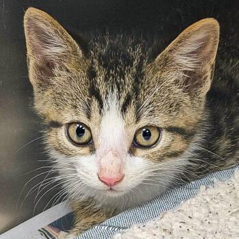Zoloft -  Domestic Short Hair Cat for Adoption in Falls Church, Virginia - Zoloft | PetCurious
