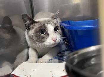 BARN CAT GUMBO -  Domestic Short Hair Cat for Adoption in Kent, Washington - BARN CAT GUMBO | PetCurious