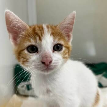 Rescue Domestic Short Hair Cats for Adoption in Yucaipa, California - Hazel | PetCurious
