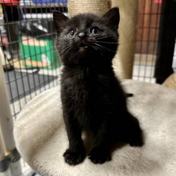 Dennis -  Domestic Short Hair Cat Available for Adoption in Santa Susana, California - Dennis | PetCurious
