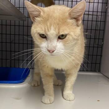 Abraham -  Domestic Short Hair Cat for Adoption in Newborn, Georgia - Abraham | PetCurious
