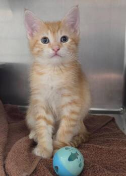Jimmy Buffet -  Domestic Short Hair Cat for Adoption in Liverpool, New York - Jimmy Buffet | PetCurious