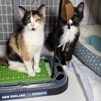 Domestic Short Hair Cats Available for Adoption - Godiva 2 | PetCurious