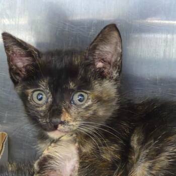 Kelly (Pink) -  Domestic Short Hair and Extra Toes Cat Hemingway Polydactyl Cat for Adoption in Vieques, Vieques - Kelly (Pink) | PetCurious
