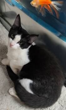 Rescue Domestic Short Hair Cats for Adoption in Fort Myers, Florida - Kevin | PetCurious