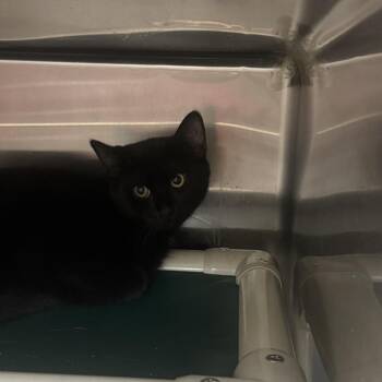 Puchito -  Domestic Short Hair Cat for Adoption in Indianapolis, Indiana - Puchito | PetCurious