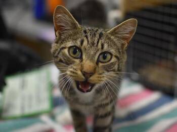 Bridgette -  Domestic Short Hair Cat for Adoption in Portland, Oregon - Bridgette | PetCurious
