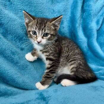 Dinghy -  Domestic Short Hair Cat for Adoption - Dinghy | PetCurious