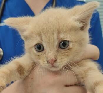 Pensacola -  Domestic Medium Hair and Domestic Short Hair Cat for Adoption in Lafayette, Indiana - Pensacola | PetCurious
