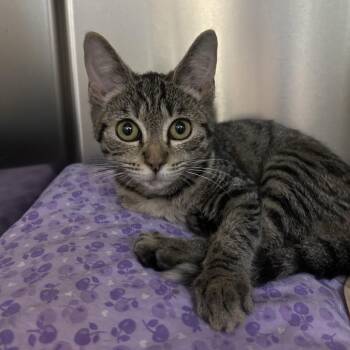 Later Tater -  Domestic Short Hair Cat for Adoption in Charlottesville, Virginia - Later Tater | PetCurious