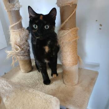 Pumpkin -  Domestic Short Hair Cat for Adoption in Clarksdale, Mississippi - Pumpkin | PetCurious