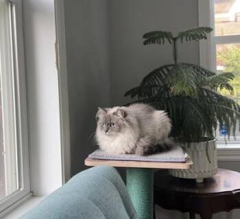 Saoirse (Ellie) -  Domestic Short Hair Cat for Adoption in Montreal, Quebec - Saoirse (Ellie) | PetCurious