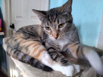 Rescue Calico Cats for Adoption - Jude | PetCurious