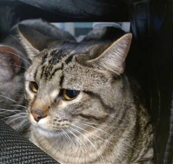 Domestic Short Hair Cats Available for Adoption - A453351 | PetCurious