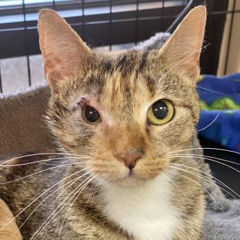 Rescue Domestic Short Hair Cats for Adoption in Collierville, Tennessee - April | PetCurious