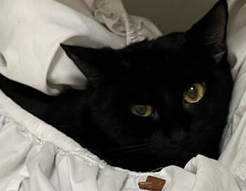TAKIS -  Domestic Short Hair Cat for Adoption in Boston, Massachusetts - TAKIS | PetCurious