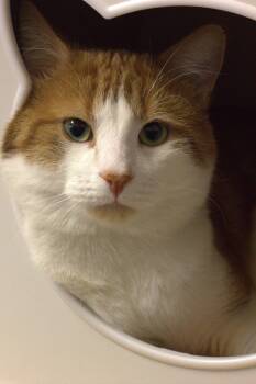 Léo -  Domestic Short Hair Cat for Adoption in Montreal, Quebec - Léo | PetCurious