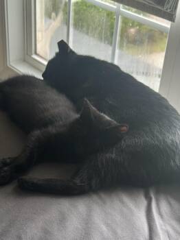 Rescue American Shorthair Cats for Adoption in Mount Pleasant, South Carolina - Mama Nola & Chanel | PetCurious