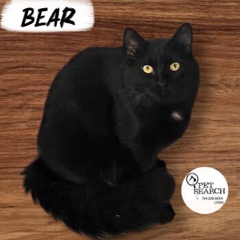 Rescue Domestic Short Hair Cats for Adoption in Washington, Pennsylvania - Bear | PetCurious