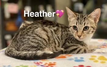 Rescue Tabby and Domestic Short Hair Cats for Adoption in Peachtree City, Georgia - Heather | PetCurious