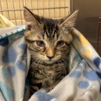 Trubbish -  Domestic Short Hair Cat Available for Adoption in Winston-salem, North Carolina - Trubbish | PetCurious