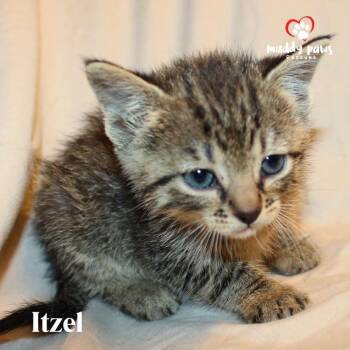 Domestic Short Hair Cats Available for Adoption in Council Bluffs, Iowa - Mayan Litter:  Itzel | PetCurious
