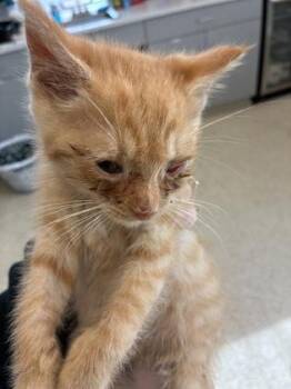 Sand -  Domestic Short Hair Cat for Adoption in Lafayette, Indiana - Sand | PetCurious