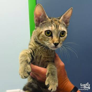 Rylan -  Domestic Short Hair Cat for Adoption in Washington, District Of Columbia - Rylan | PetCurious
