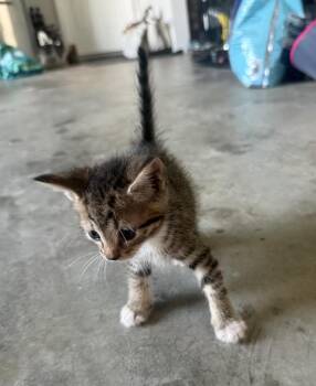Valley -  Domestic Short Hair Cat for Adoption in Rossville, Georgia - Valley | PetCurious