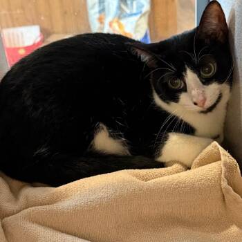 Spritz -  Domestic Short Hair Cat for Adoption in Quakertown, Pennsylvania - Spritz | PetCurious