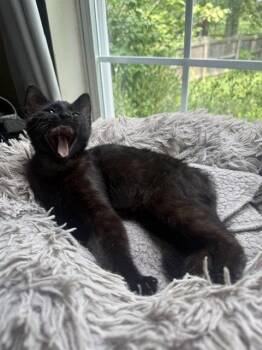 Pepita -  Domestic Short Hair Cat for Adoption in Cincinnati, Ohio - Pepita | PetCurious
