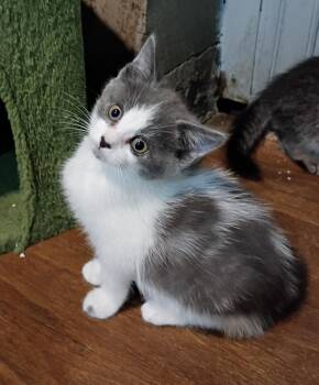 Rescue Domestic Short Hair and Tabby Cats for Adoption in Germansville, Pennsylvania - Jansport | PetCurious