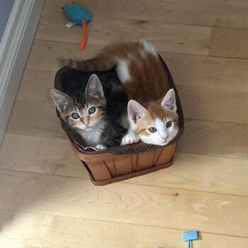 Data -  Domestic Short Hair Cat for Adoption in Woodinville, Washington - Data | PetCurious