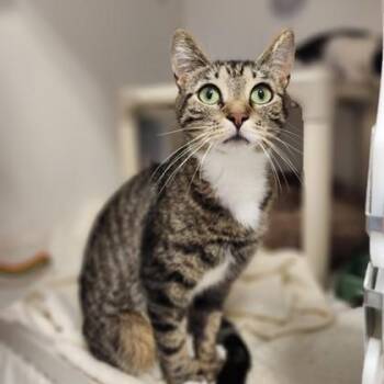 Domestic Short Hair Cats Available for Adoption in Cooperstown, New York - Morgan  | PetCurious