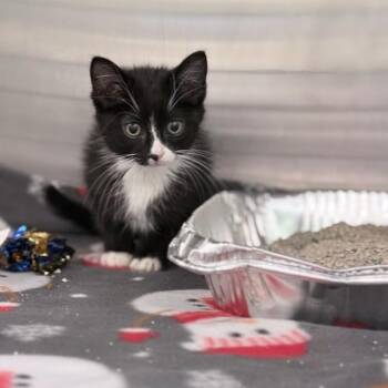 TEENY -  Domestic Short Hair Cat for Adoption in Tustin, California - TEENY | PetCurious