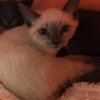 1055-C26 -  Domestic Short Hair Cat for Adoption in Port Charlotte, Florida - 1055-C26 | PetCurious