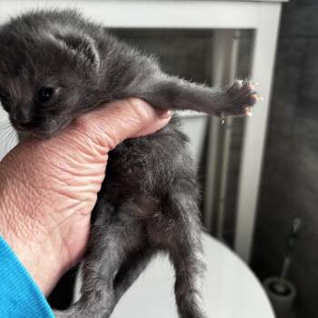 Gunmetal -  Domestic Short Hair Cat Available for Adoption in Mt. Juliet, Tennessee - Gunmetal | PetCurious
