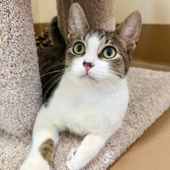 Domestic Short Hair Cats Available for Adoption - Ricky | PetCurious