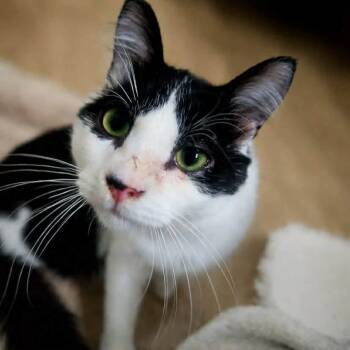 Tuxedo and Domestic Short Hair Cats Available for Adoption - Harvey | PetCurious
