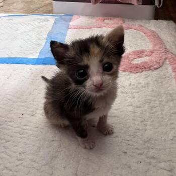 Poppy 54114 -  Domestic Medium Hair Cat for Adoption in Las Vegas, Nevada - Poppy 54114 | PetCurious