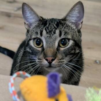 Negan - Sweet & Friendly! -  Tabby Cat Available for Adoption in Hamilton, Ontario - Negan - Sweet & Friendly! | PetCurious