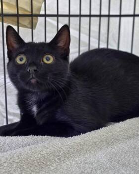 Orca -  Domestic Short Hair Cat for Adoption in Novato, California - Orca | PetCurious