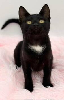 Bobber -  Domestic Short Hair Cat for Adoption in Covington, Louisiana - Bobber | PetCurious