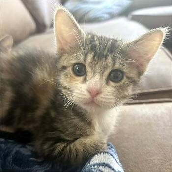 A1046491 Phoebe -  Domestic Short Hair Cat for Adoption in Pleasant Hill, California - A1046491 Phoebe | PetCurious