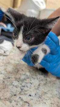 Iceberg -  Domestic Short Hair Cat for Adoption in Largo, Florida - Iceberg | PetCurious