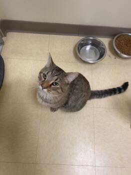 Rescue Domestic Short Hair Cats for Adoption in Greene, New York - Telegraph | PetCurious